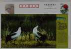 Endangered Species Black-necked Crane,CN05 Bird Kingdom Qinghai Salt-water Lake National Nature Reserve Pre-stamped Card - Kranichvögel