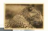 000234  -  La Fin Du Fauve  (  Leopard ) - Ruanda-Urundi