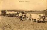 58 - 71 - 89 EN  MORVAN - AGRICULTURE - ATTELAGE De BOEUFS - LE LABOURAGE - TRES BEAU PLAN - Equipos