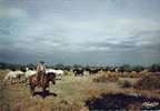 CPM De Camargue ? Manade ? Elevage De Taureaux Et Chevaux Avec Son Gardian - Otros & Sin Clasificación