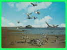 OLD ORCHARD BEACH, ME - DINNER TIME FOR THE GULLS - LUSTERCHROME - - Autres & Non Classés