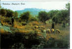 BETHLEHEM Shepherd's Field - Berger - Moutons - Champ Des Bergers - Palestina