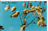USA Cotton - Dixie White Gold - Ready For Pickin' - Landwirtschaftl. Anbau