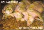 Animaux - Cochons - En Vacances ...... On Se Fait Du Lard - Schweine