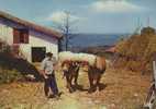 Attelage De Boeufs Pays Basque - Wagengespanne