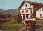 Attelage De Boeufs Pays Basque - Teams