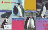 Oiseau PENGUIN (521) Pinguin MANCHOT PINGOUIN Bird Vogel - Pingueinos