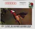 Dark-brown Honeyeaters Bird Hovering Flight,CN 04 Qiyi Cup Wildlife Animal Photography Contest Advert Pre-stamped Card - Colibrì