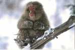 SINGE / MACAQUE DES NEIGES - ( JAPON ) - MONKEY / AFFE - Scimmie