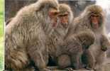 SINGE - MACAQUE / MONKEY / AFFE - Affen