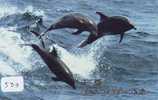 DOLPHIN DAUPHIN Dolfijn DELPHIN Tier Animal (533) Telecarte Japan * - Delfines