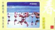 Oiseau ,   Articles Postaux - Flamingo