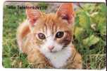 CAT  ( Sweden ) ***  Chat - Gato - Katze - Felino - Matou - Gatto - Gatta - Cats - Chats - Chatte - Zweden