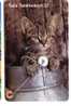 CAT  ( Sweden ) ***  Chat - Gato - Katze - Felino - Matou - Gatto - Gatta - Cats - Chats - Chatte  * See Scan For Condit - Zweden