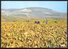 CPM  Animée CHAMPAGNE  Vendanges Dans Les Blancs - Champagne - Ardenne