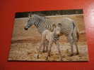 CPM THEME ANIMAUX: ZOO DE LA PALMYRE-N°49- ZEBRE DE GREVY ET SON BEBE-TBEG - Zèbres