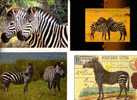 4 Carte De Zèbres  - Zebra Postcards - Zebre