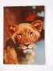 Senegalese Lion´s Cub  - Hungarian Postcard  1973   -VF    39310 - Leoni