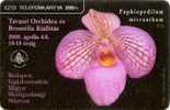 Hungary - Paphiopedilum Micranthum - Orchid - 200ex - Ungarn
