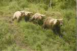 OURS BRUN / BROWN BEAR / BÄR - Bären