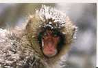 SINGE DES NEIGES - MACAQUE ( JAPON ) - MONKEY / AFFE - Apen