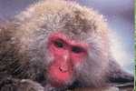 SINGE - MACAQUE DES NEIGES - ( JAPON ) - MONKEY / AFFE - Singes