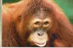 SINGE - ORANG OUTAN / MONKEY / AFFE - Scimmie