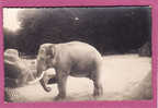 Carte Photo 1945 Gros Plan éléphant - Elefanten