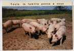 Cpm COCHON Toute La Famille Pense à Vous - 210 PP - Pigs