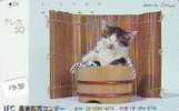 CHAT Cat KATZE Poes KAT Gato GATTO (1381) - Katzen