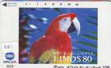 Bird PERROQUET Parrot PAPAGEI Papagaai Oiseau (251) - Loros