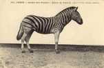 Paris .  Le Jardin Des Plantes .  Zèbre De Potock ( Equus Potocki ) .  Afrique Sud - Est . - Zebra's