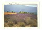 PROVENCE.Champ De Lavandes - Andere & Zonder Classificatie