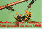 CP - MANCHMAL WAR'S DOCH BESSER, MAN HATTE JEMANDEN, DER EINEM HILFT !!! - Insecten