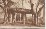 Draguignan Le Dolmen - Draguignan