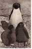 ANIMAUX Femelle Pingouin Et Ses Petits - Dauphins
