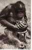 ANIMAUX Femelle Chimpanzé Et Son Petit - Singes