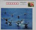 Swan Bird Water Skiing,China 2006 Panjin Shuangtaihe River Estuary National Nature Reserve Advert Pre-stamped Card - Cisnes