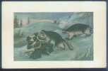 Hunting - Racoon Hunting, Japan Boy Scout Vintage Postcard - Scouting
