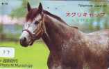 CHEVAL PFERD REITEN Horse Paard Caballo (77) - Horses