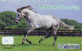 CHEVAL PFERD REITEN Horse Paard Caballo (80) - Paarden