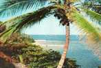 The Sunny Caribbean-Tropical Splendor In The Caribbean-Paisible Côte Antillaise-édition Tropicana N° 105 *PRIX FIXE - Autres & Non Classés