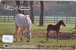 CHEVAL PFERD REITEN Horse Paard Caballo (108) - Paarden