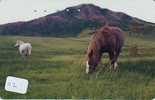 CHEVAL PFERD REITEN Horse Paard Caballo (112) - Chevaux