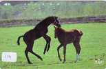 CHEVAL PFERD REITEN Horse Paard Caballo (114) - Horses