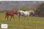 CHEVAL PFERD REITEN Horse Paard Caballo (115) - Paarden
