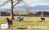 CHEVAL PFERD REITEN Horse Paard Caballo (120) - Paarden