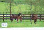 CHEVAL PFERD REITEN Horse Paard Caballo (125) - Pferde