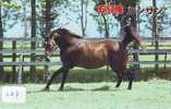 CHEVAL PFERD REITEN Horse Paard Caballo (127) - Horses