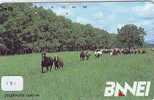 CHEVAL PFERD REITEN Horse Paard Caballo (131) - Caballos